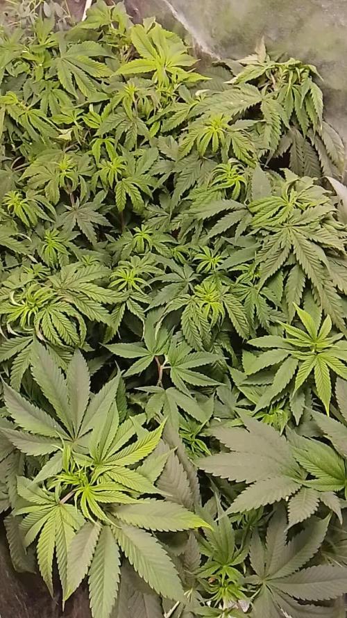 Pineaple Pucker Solfire Gardens Telos320