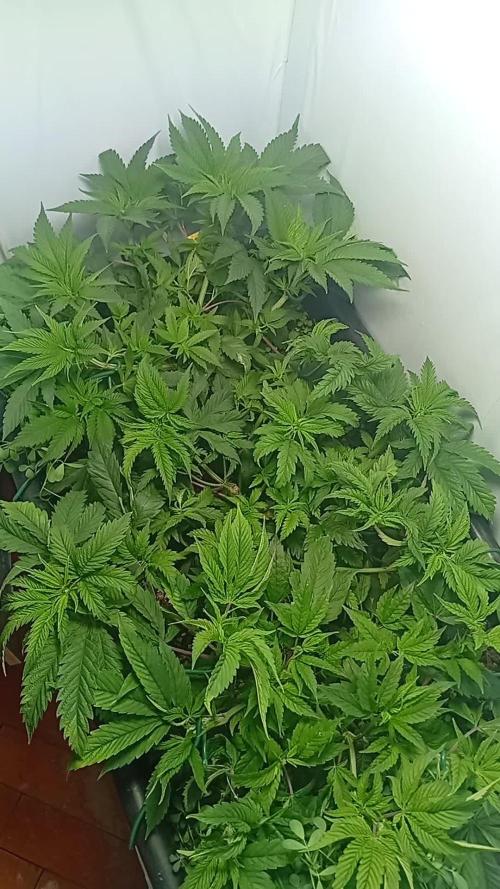 Pineaple Pucker Solfire Gardens Telos320