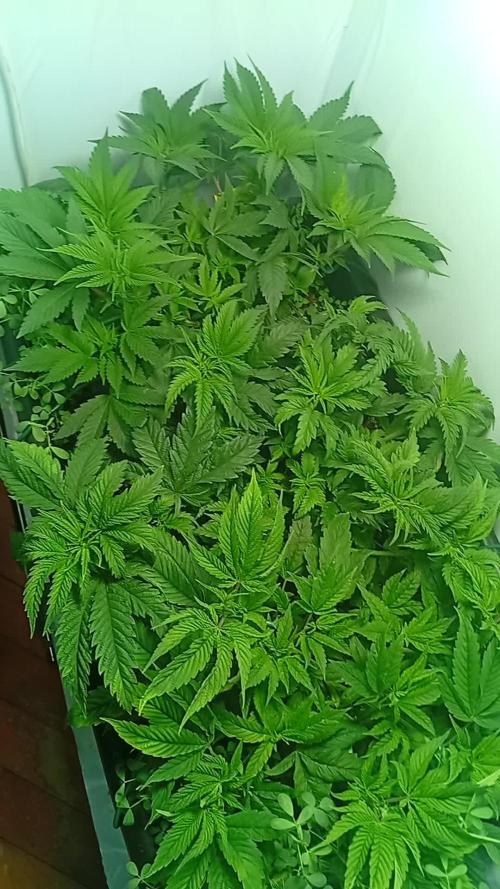 Pineaple Pucker Solfire Gardens Telos320