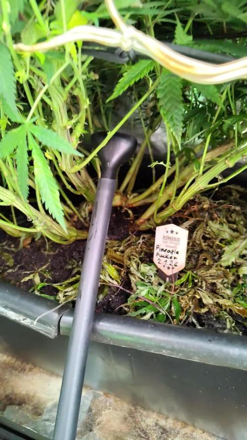 Pineaple Pucker Solfire Gardens Telos320
