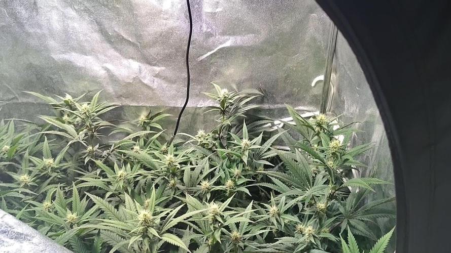 Pineaple Pucker Solfire Gardens Telos320