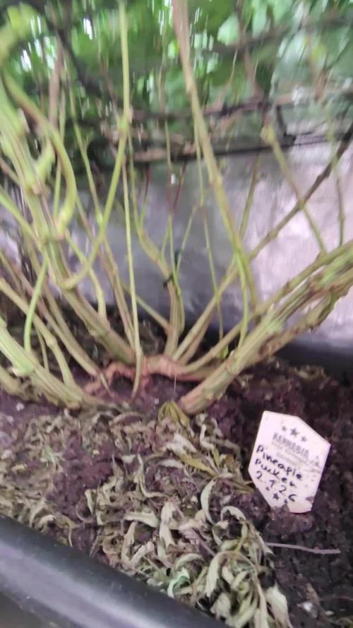 Pineaple Pucker Solfire Gardens Telos320