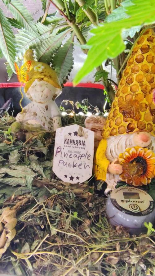 PineaplePuckerSolfireGardensLivingSoil