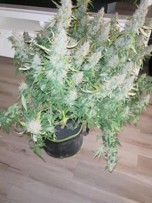 Fastbuds + Mephisto run