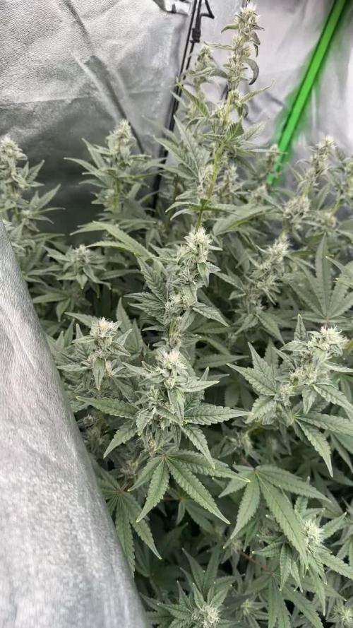 Tropical Mirage Hydro