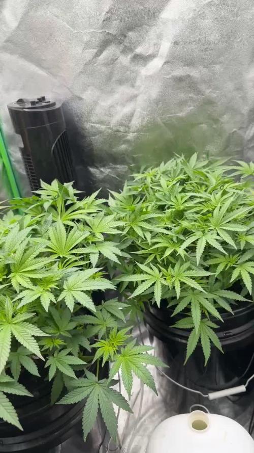 Tropical Mirage Hydro