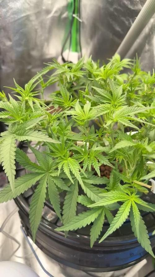 Tropical Mirage Hydro