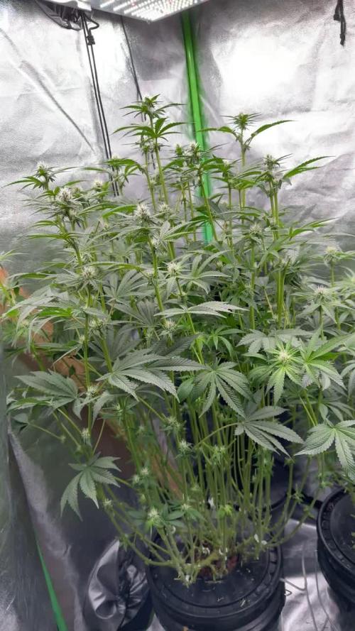 Tropical Mirage Hydro