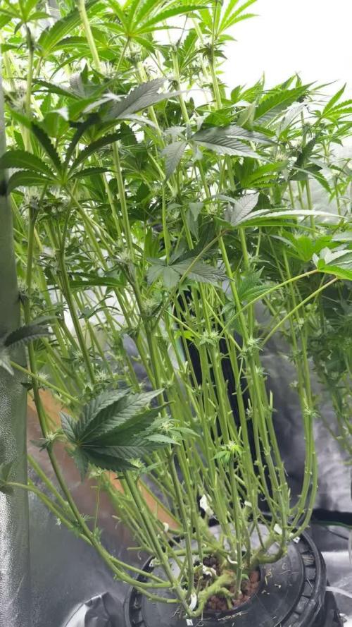 Tropical Mirage Hydro