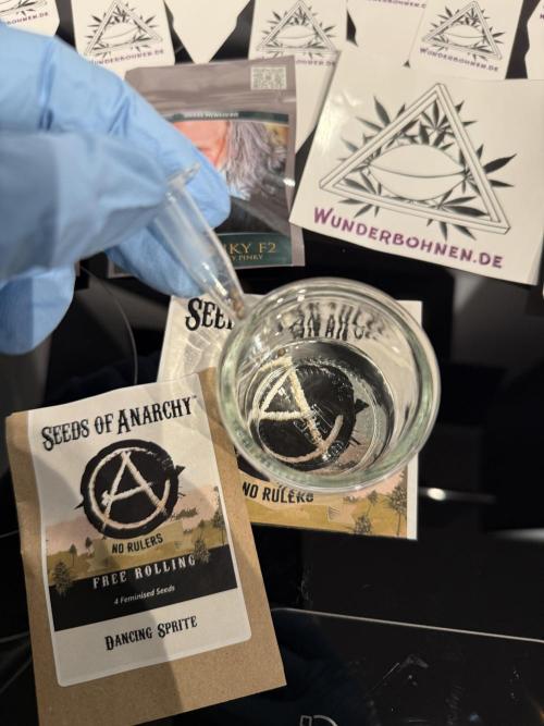 Seeds of Anarchy - Dancing Spirit. Week 0 - 01.01.2026

1 x Seed 
Osmose Wasser 