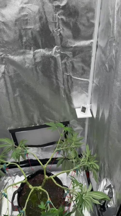 Seeds of Anarchy - Dancing Sprite