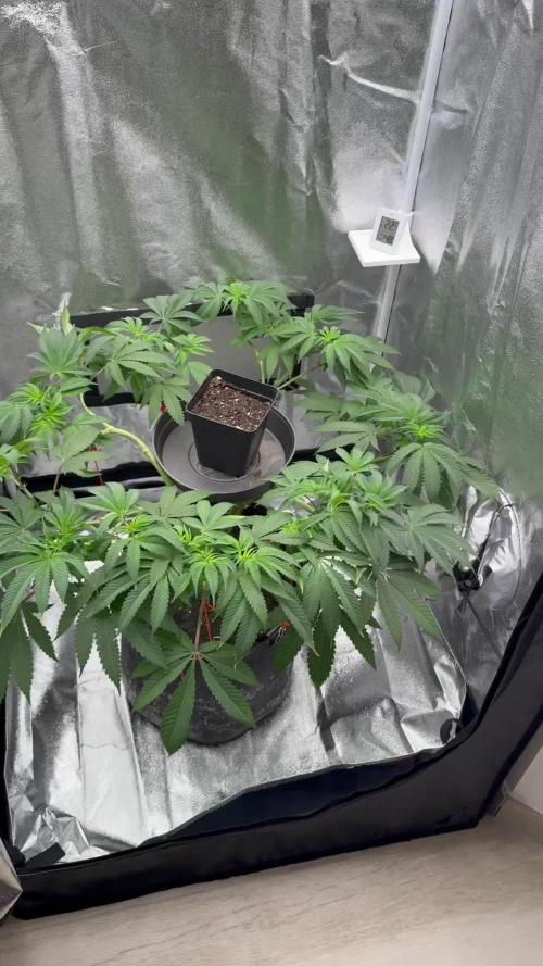 Seeds of Anarchy - Dancing Sprite