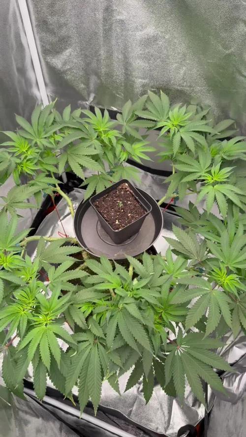 Seeds of Anarchy - Dancing Sprite