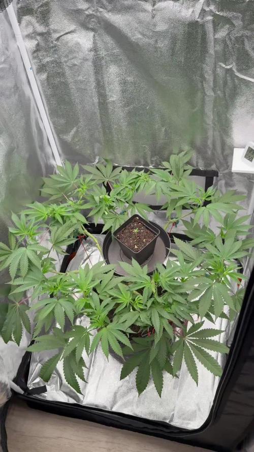 Seeds of Anarchy - Dancing Sprite