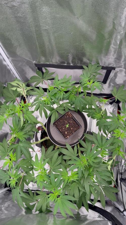 Seeds of Anarchy - Dancing Sprite