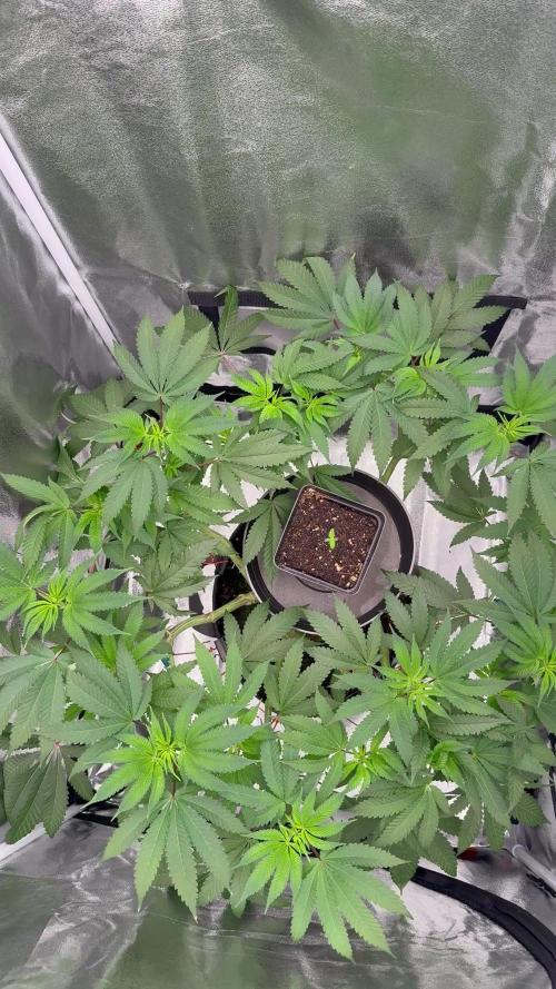 Seeds of Anarchy - Dancing Sprite