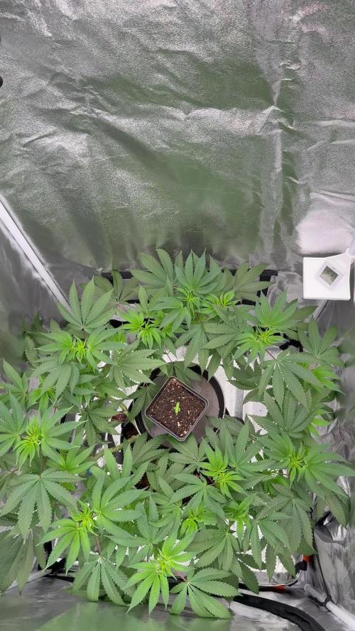 Seeds of Anarchy - Dancing Sprite