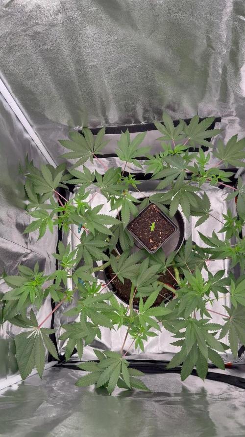 Seeds of Anarchy - Dancing Sprite