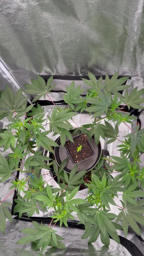 Seeds of Anarchy - Dancing Sprite