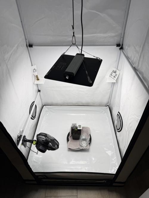 Seeds of Anarchy - Dancing Sprite. Week 2 - 25.01.2026 Day_13 Dancing Sprite 