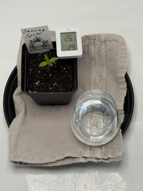 Seeds of Anarchy - Dancing Sprite. Week 2 - 25.01.2026 Day_13 Dancing Sprite 