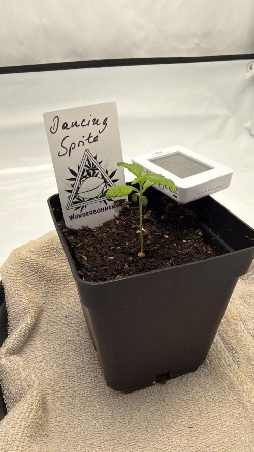 Seeds of Anarchy - Dancing Sprite. Week 3 - 29.01.2026 Day_17 Dancing Sprite 