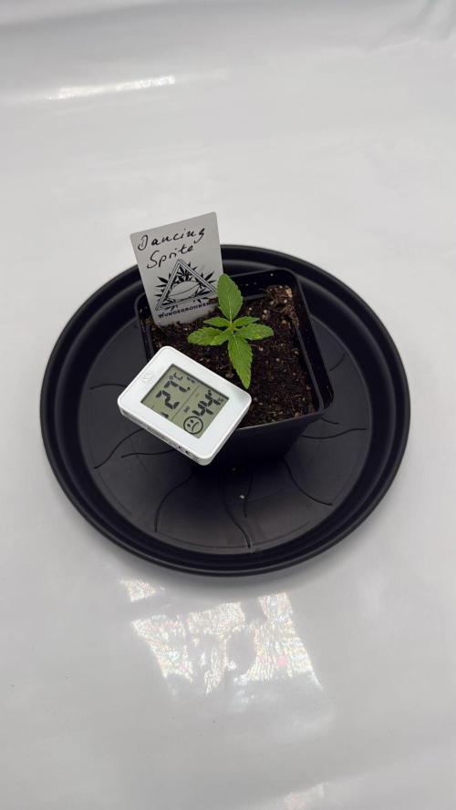 Seeds of Anarchy - Dancing Sprite. Week 3 - 31.01.2026 Day_19 Dancing Sprite 