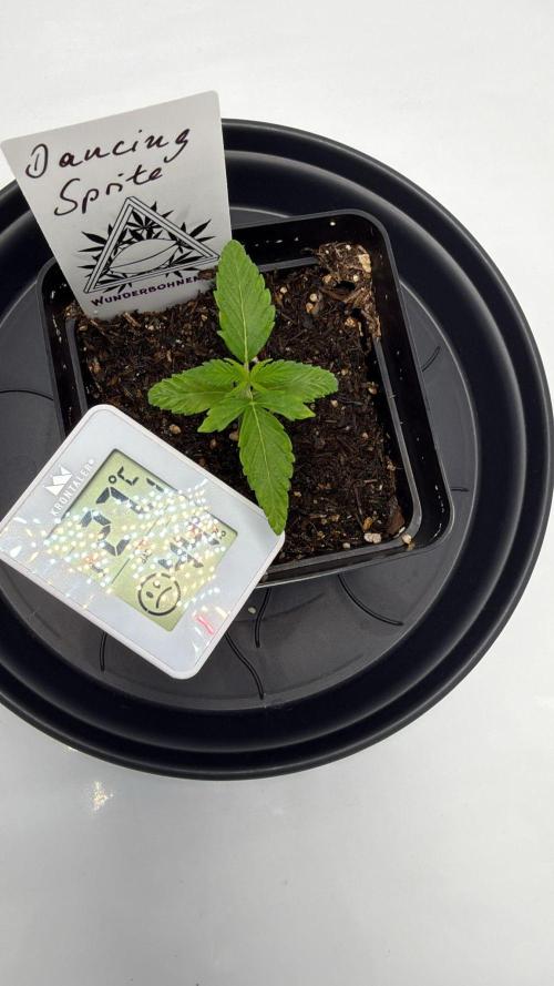 Seeds of Anarchy - Dancing Sprite. Week 3 - 31.01.2026 Day_19 Dancing Sprite 