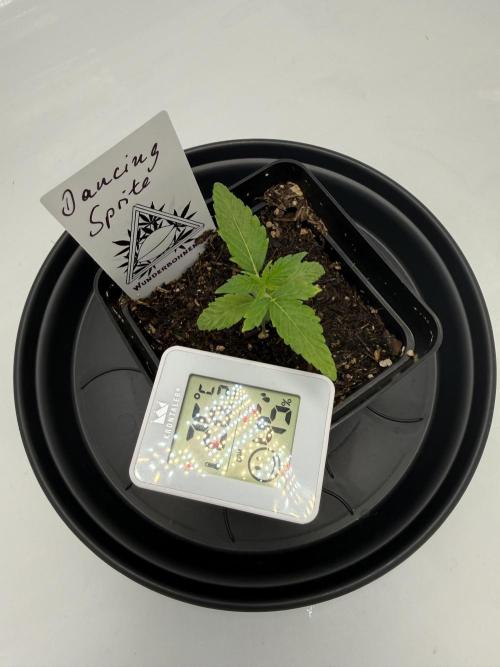 Seeds of Anarchy - Dancing Sprite. Week 3 - 31.01.2026 Day_19 Dancing Sprite 