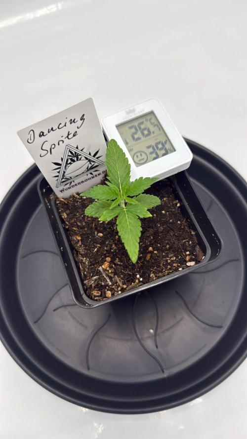 Seeds of Anarchy - Dancing Sprite. Week 3 - 01.02.2026 Day_20 Dancing Sprite 