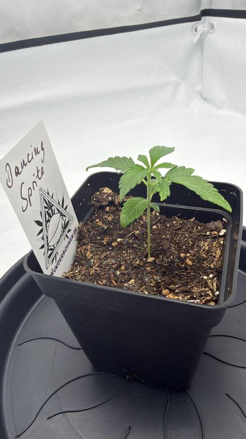 Seeds of Anarchy - Dancing Sprite. Week 3 - 02.02.2026 Day_21 Dancing Sprite 