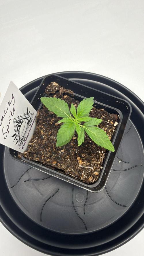 Seeds of Anarchy - Dancing Sprite. Week 3 - 02.02.2026 Day_21 Dancing Sprite 