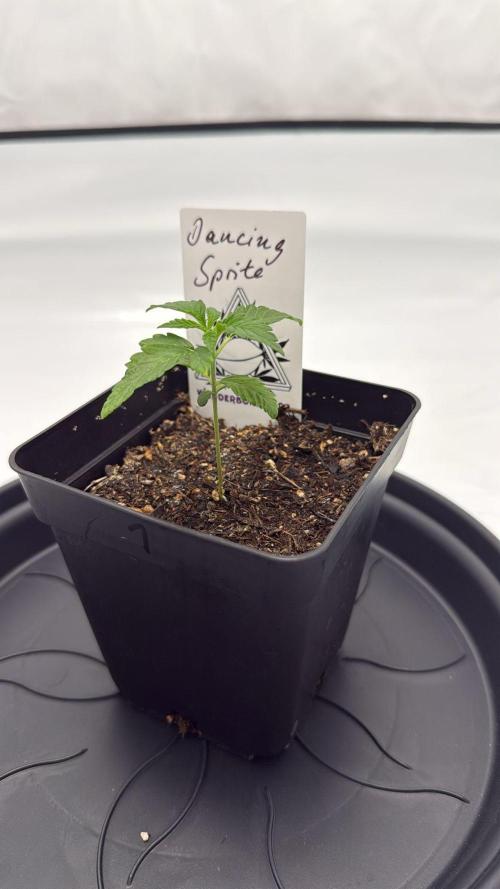 Seeds of Anarchy - Dancing Sprite. Week 3 - 02.02.2026 Day_21 Dancing Sprite 