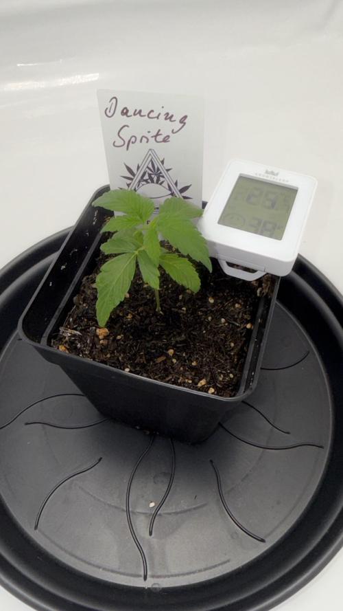 Seeds of Anarchy - Dancing Sprite. Week 4 - 03.02.2026 Day_22 Dancing Sprite 