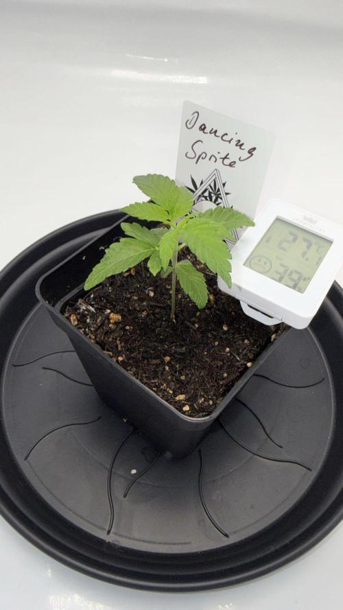 Seeds of Anarchy - Dancing Sprite. Week 4 - 04.02.2026 Day_23 Dancing Sprite 