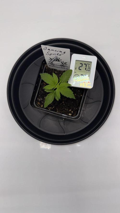 Seeds of Anarchy - Dancing Sprite. Week 4 - 05.02.2026 Day_24 Dancing Sprite 