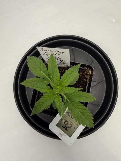 Seeds of Anarchy - Dancing Sprite. Week 4 - 07.02.2026 Day_26 Dancing Sprite 