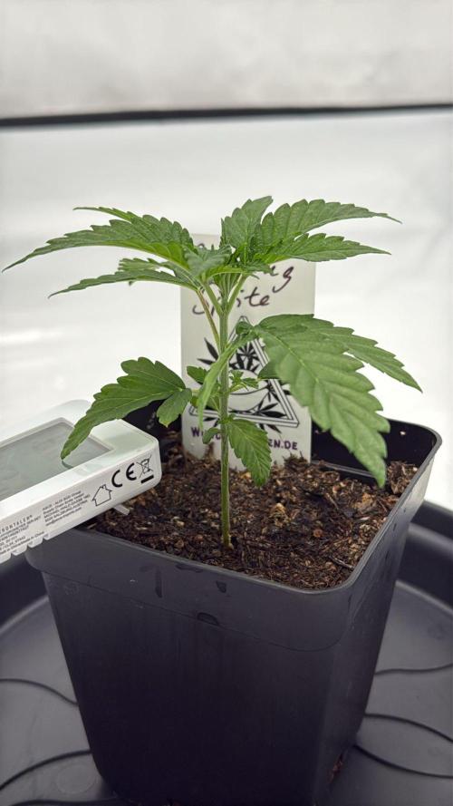 Seeds of Anarchy - Dancing Sprite. Week 4 - 09.02.2026 Day_28 Dancing Sprite 