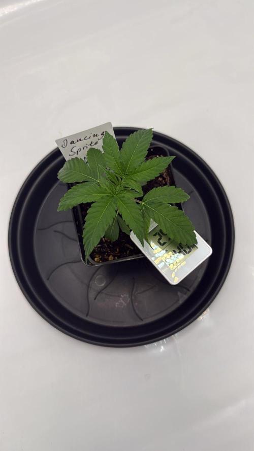 Seeds of Anarchy - Dancing Sprite. Week 5 - 10.02.2026 Day_29 Dancing Sprite 