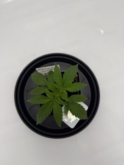 Seeds of Anarchy - Dancing Sprite. Week 5 - 11.02.2026 Day_30 Dancing Sprite 