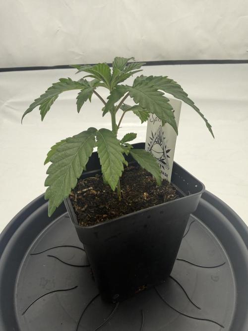 Seeds of Anarchy - Dancing Sprite. Week 5 - 12.02.2026 Day_31 Dancing Sprite 