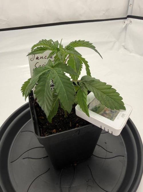 Seeds of Anarchy - Dancing Sprite. Week 5 - 13.02.2026 Day_32 Dancing Sprite 