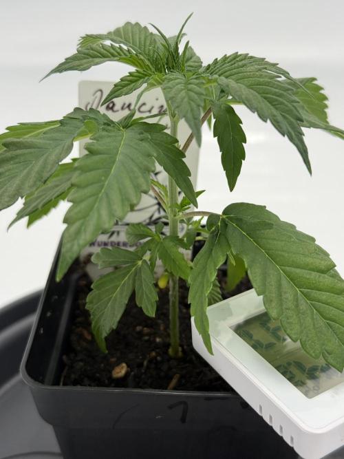 Seeds of Anarchy - Dancing Sprite. Week 5 - 13.02.2026 Day_32 Dancing Sprite 