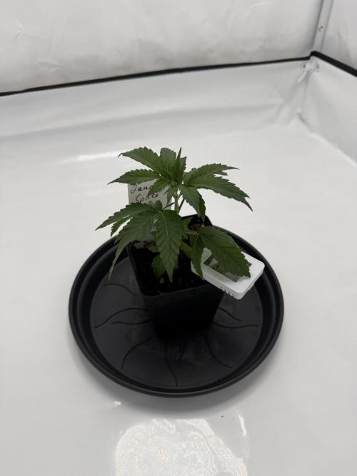 Seeds of Anarchy - Dancing Sprite. Week 5 - 14.02.2026 Day_33 Dancing Sprite 