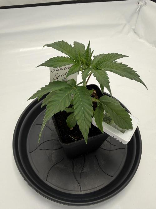 Seeds of Anarchy - Dancing Sprite. Week 5 - 15.02.2026 Day_34 Dancing Sprite 