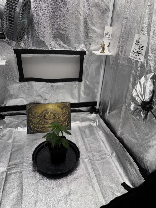 Seeds of Anarchy - Dancing Sprite. Week 5 - 15.02.2026 Day_34 Dancing Sprite 