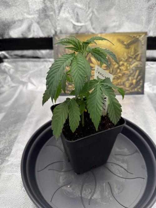 Seeds of Anarchy - Dancing Sprite. Week 5 - 16.02.2026 Day_35 Dancing Sprite 