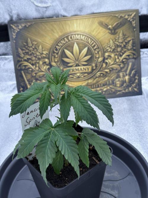 Seeds of Anarchy - Dancing Sprite. Week 5 - 15.02.2026 Day_35 Dancing Sprite 