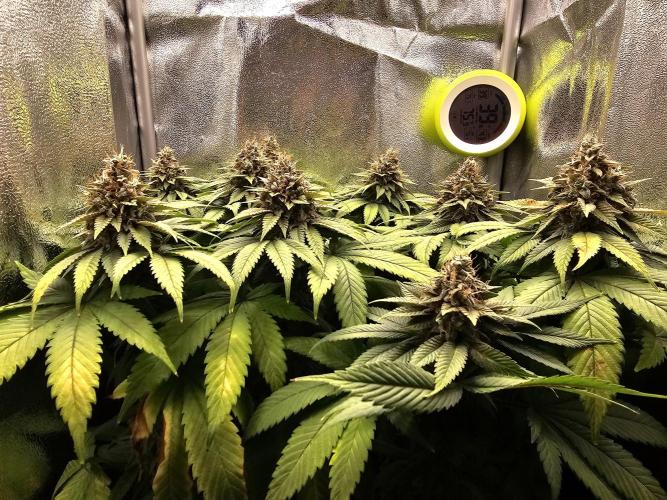 White window XXL. Week 13