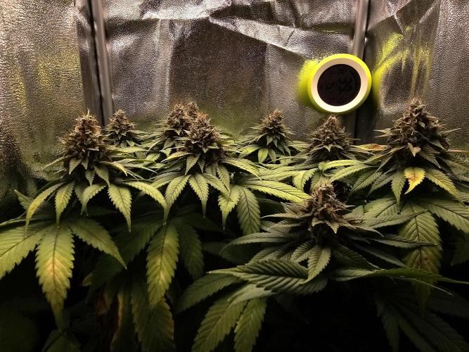 White window XXL. Week 13